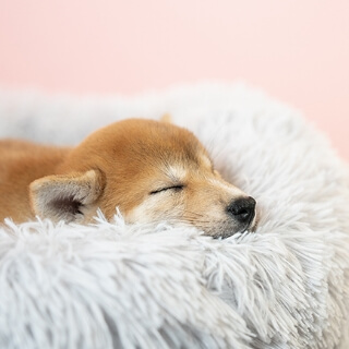 犬