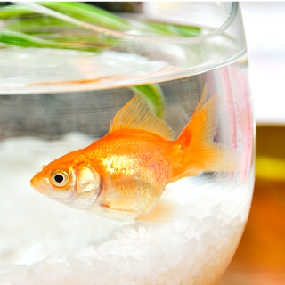 金魚